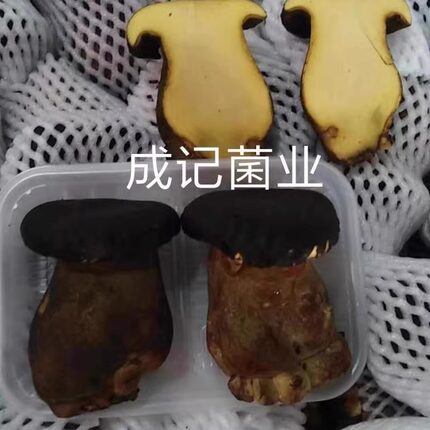 鲜黑牛肝菌 36/一斤  行情价 人工种植菌 特色食材新鲜食用菌顺丰