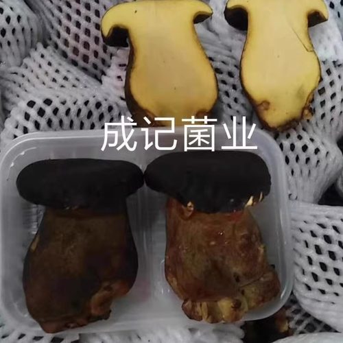 鲜黑牛肝菌 36/一斤  行情价 人工种植菌 特色食材新鲜食用菌顺丰