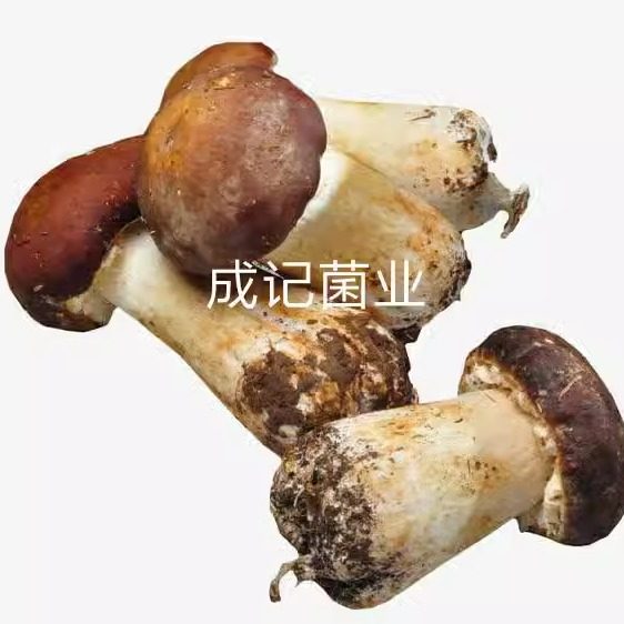 鲜姬松茸 人工种植   特色菌菇食材20/斤  行情价  顺丰配送到家,水产肉类/新鲜蔬果/熟食,新鲜松茸/菌菇,淘宝优惠券,粉丝福利购,淘宝优惠卷