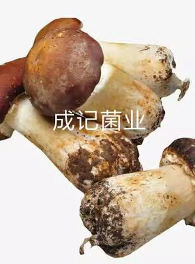 鲜姬松茸  货源紧张  人工种植菌菇   行情价  顺丰配送到家