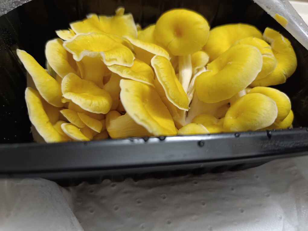 鲜人工鸡油菌 黄金菇 鸡油黄菇  带盒约250g  特色食材  顺丰到家