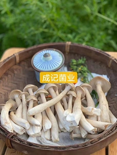 新鲜鹿茸菇 新鲜菌菇顺丰到家 一件约五斤装 农庄特色食材