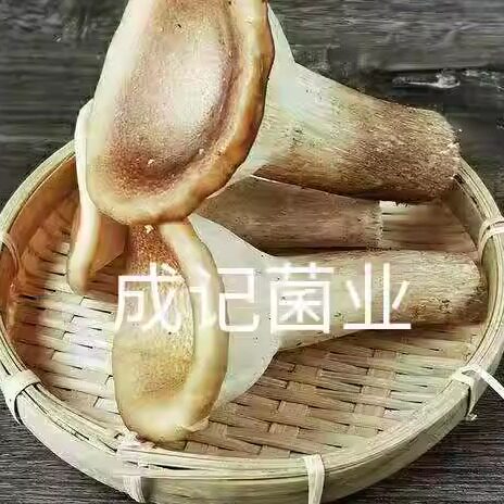 鲜猪肚菇约950g   漏斗菇喇叭菇食用菌酒店特色食材顺丰速配