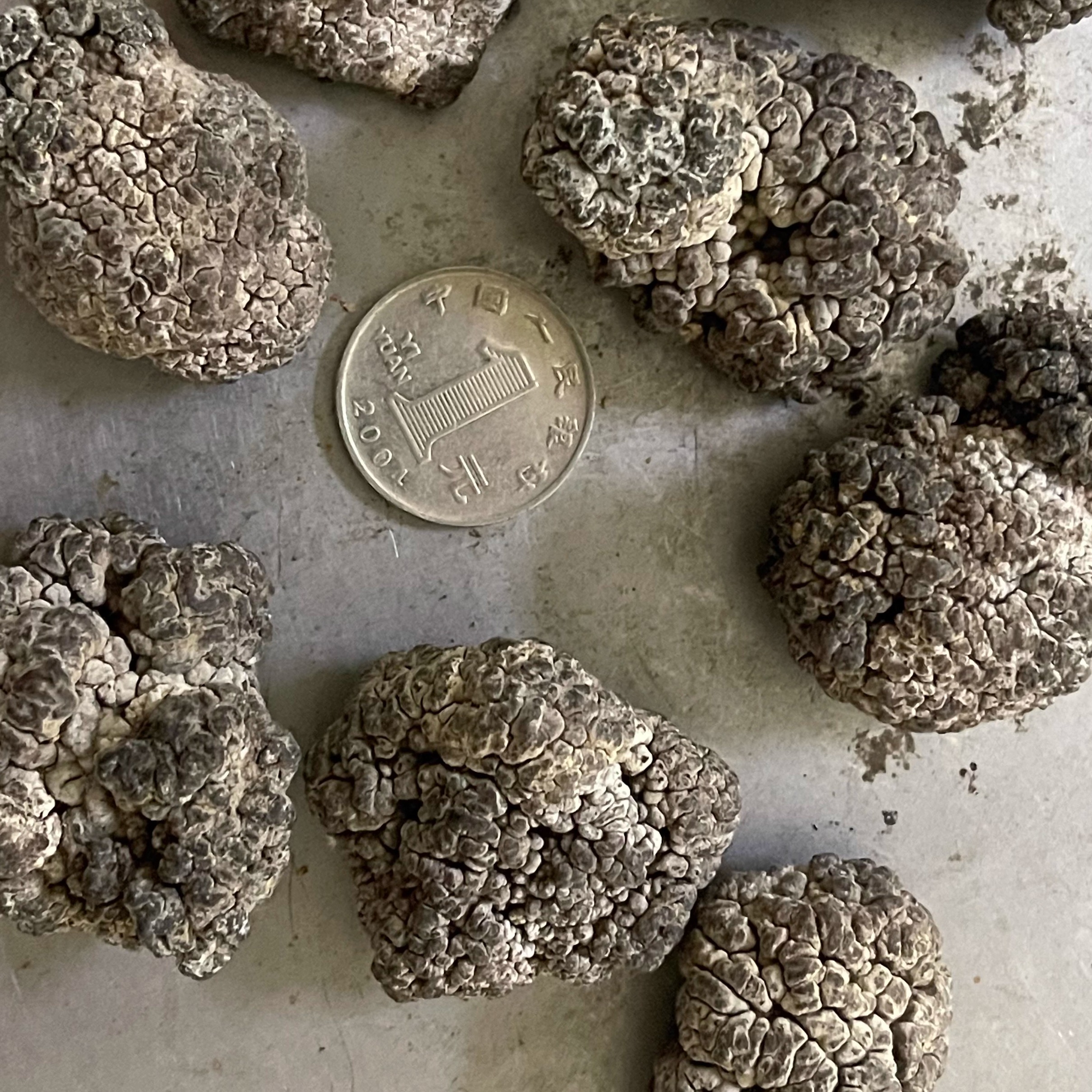 产地直销猴脑菇玛珈菌玛咖菌核桃菌干货500G黑球菌海参菌特色