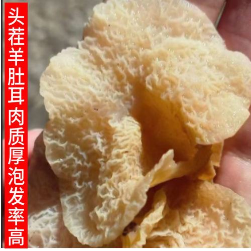 羊肚耳珍珠菌白菌竹菇菌类蘑菇干货煲汤白玉儿羊耳菌
