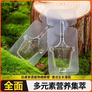 【四季爆芽】文竹专用肥营养液治叶子发黄枯瘦干尖烂根落叶促生长