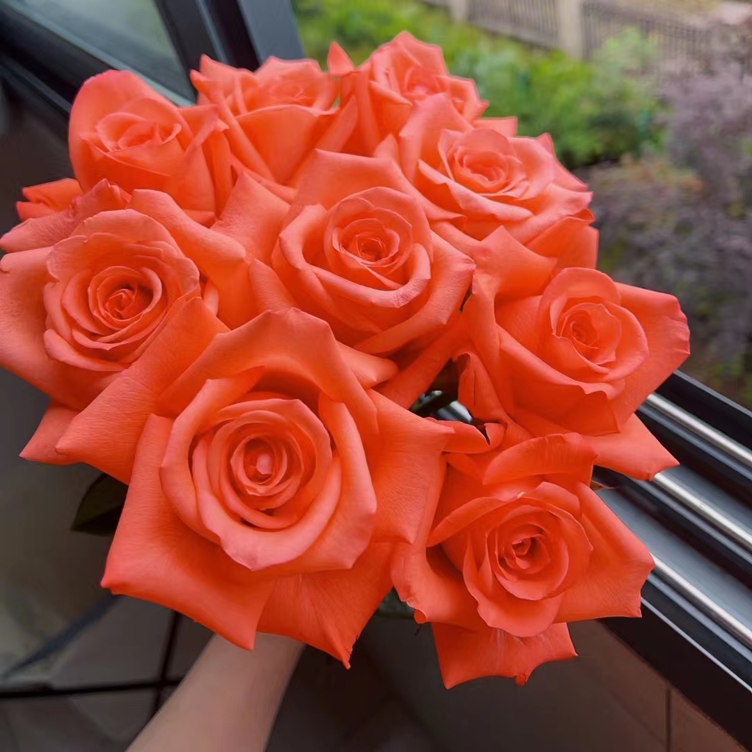 灌木月季（三）