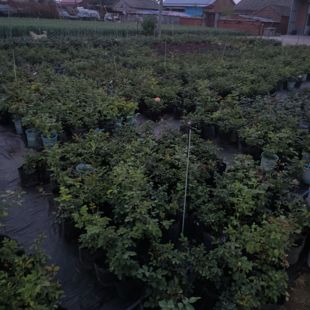 直播间月季 中苗盲盒