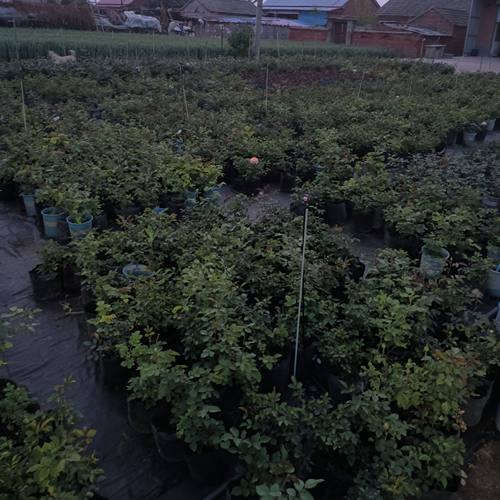 直播间月季中苗盲盒