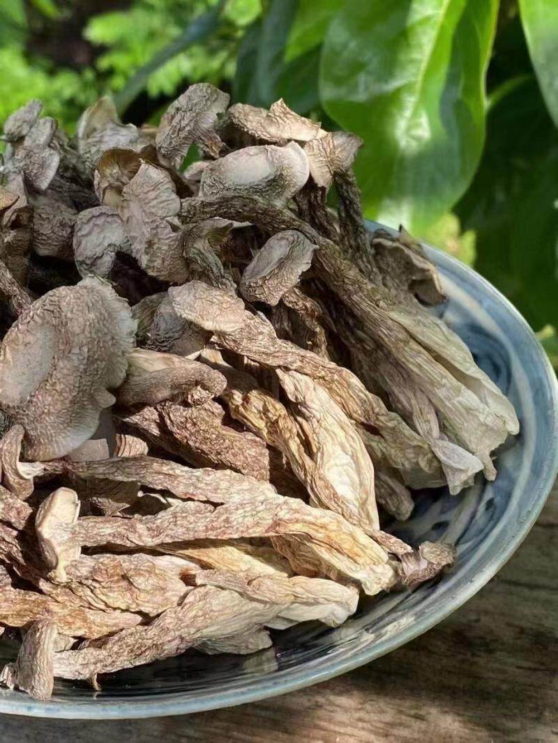 新货干鹿茸菇农家自晒干菇食用菌奶香味十足散装精选鲜爽珊瑚菌