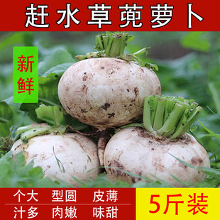 重庆綦江土特产赶水新鲜草蔸篼萝卜春不老圆扁白萝卜农家生蔬菜菜