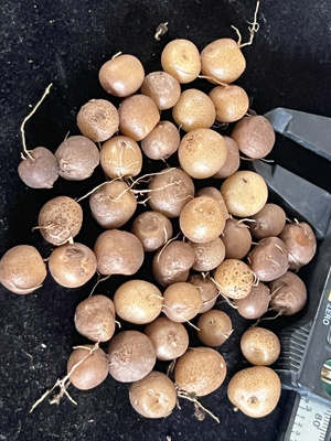 南非龟甲龙苗多肉植物南非龟甲龙苗新手盆栽.10棵为一组起拍.