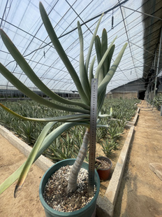 可长成树状绿植盆栽. 一物一拍 多汁芦荟Aloe dichotoma