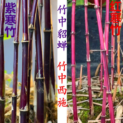红寒竹紫寒竹高端竹子庭院竹