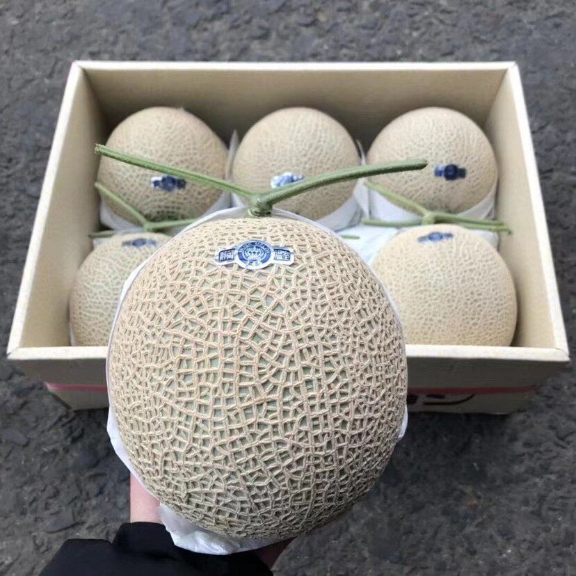 现货静冈网纹蜜瓜新鲜哈蜜瓜白印T字白蜜瓜孕妇水果包邮