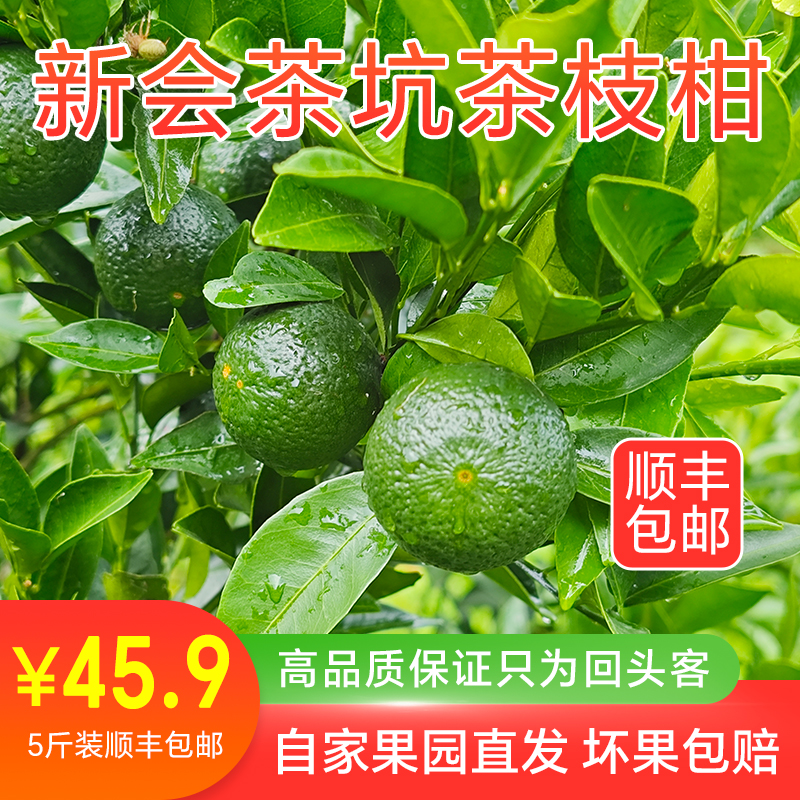 茶坑圈枝,现摘现发,顺丰包邮