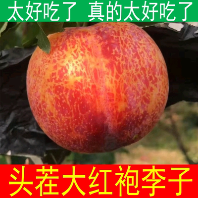 大红袍李子大红李子甘甜多汁
