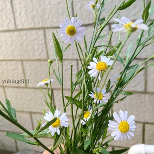 马兰头可吃盆栽田边菊一草多用马兰花红梗菜紫菊
