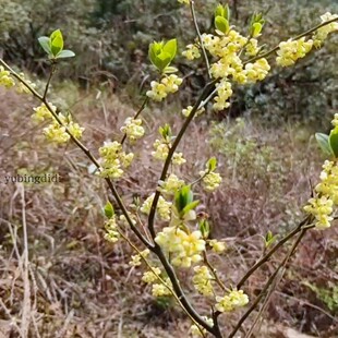 黄花木姜木本花卉盆景胡香味春天开花地栽植物特价春季庭院花卉