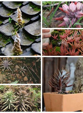 瓦花老房子顶上瓦松瓦草1棵繁衍出多棵农村多肉 多肉夏季春季