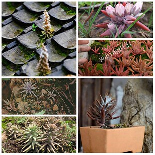 瓦花老房子顶上瓦松瓦草1棵繁衍出多棵农村多肉 多肉夏季春季