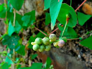 杠板归扛板归办公室盆栽河白草贯叶蓼杠板归苗盆景庭院