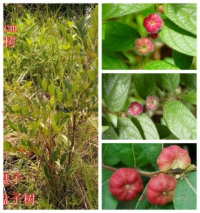 算盘珠树算盘子树水金瓜小树办公室盆栽绿植盆景好玩庭院