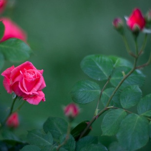 月月红玫红多瓣四季月季可扦插易活浪漫月季花不怕下雪特价盆栽花