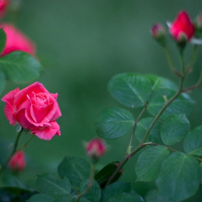 玫红多瓣浪漫不怕特价盆栽花月季