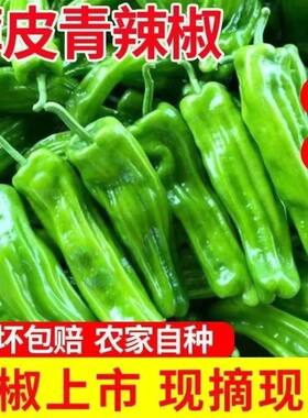 湖南薄皮青椒新鲜现摘新鲜青椒不辣微辣辣椒自种蔬菜农家批发辣椒