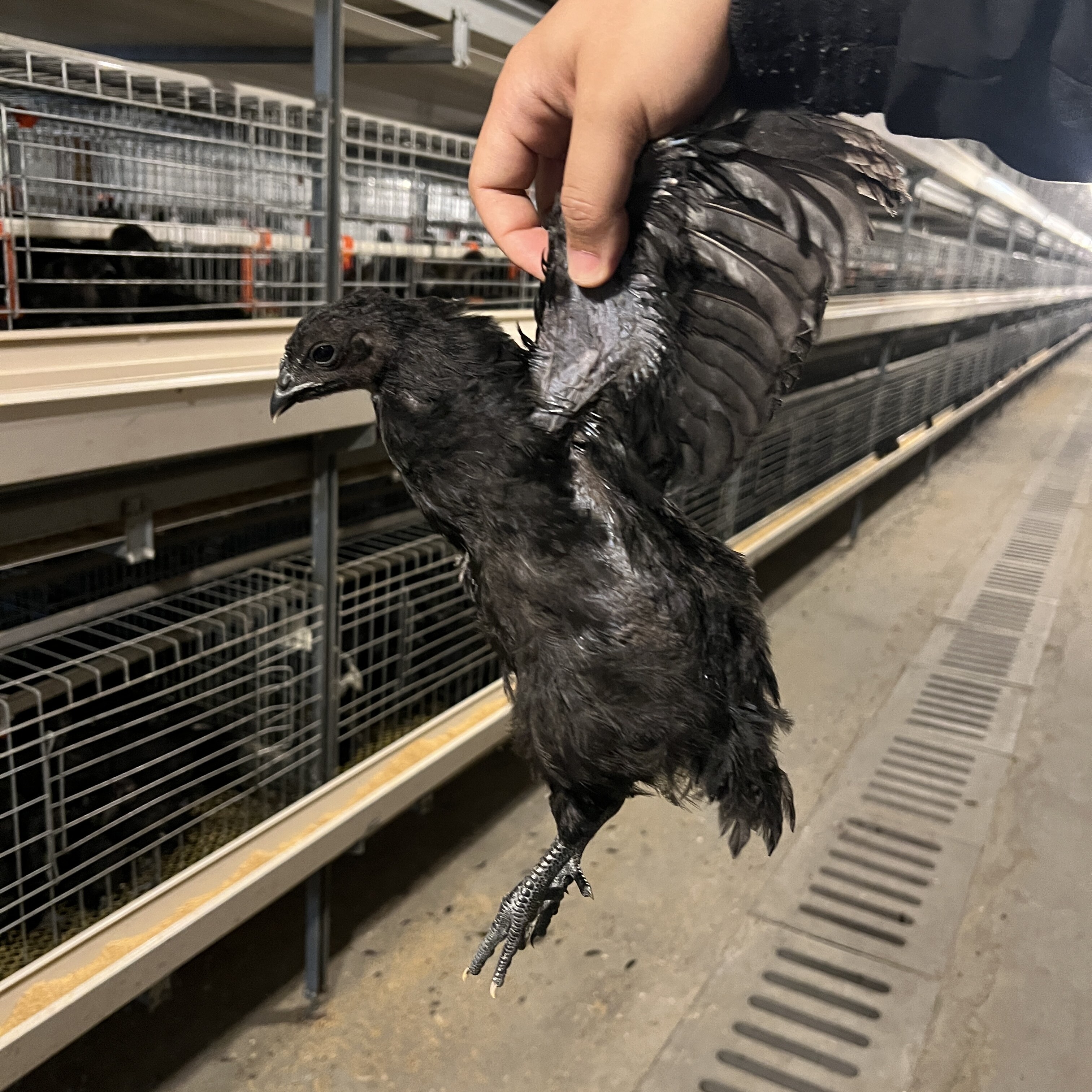 纯种散养盐津乌骨鸡（0.6斤小整鸡/整鸡制品
