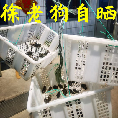 诚实心海参大连野生纯淡干货长岛底播辽刺参鲜活海生海参500g特价