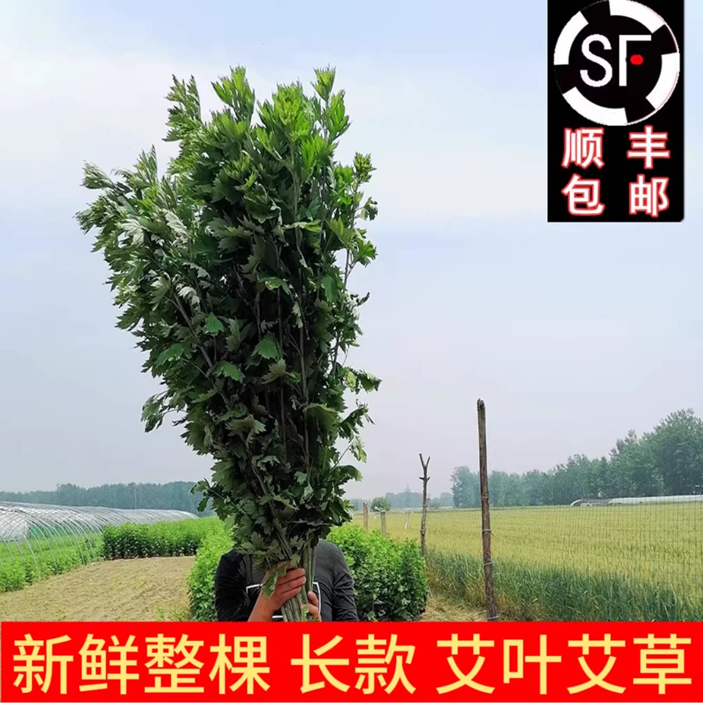 新鲜艾草整棵艾叶菖蒲清明节全株艾草叶长颗花束端午挂门艾蒿驱蚊