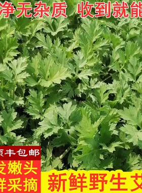 新鲜艾叶野生艾草鲜艾叶草嫩艾草叶清明草糍粑生艾青团纯现摘食用