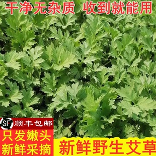 新鲜艾叶野生艾草鲜艾叶草嫩艾草叶清明草糍粑生艾青团纯现摘食用