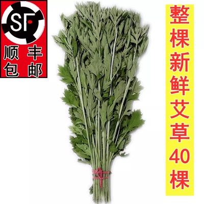 新鲜长款艾草艾叶端午挂门驱蚊