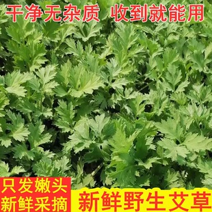 新鲜艾叶野生艾草鲜艾叶草嫩艾草叶清明草糍粑生艾青团纯现摘食用