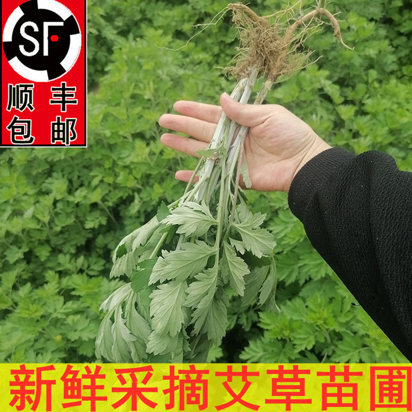 新鲜艾叶艾草根苗圃艾叶根野生艾草鲜艾叶草嫩艾草叶蕲艾根