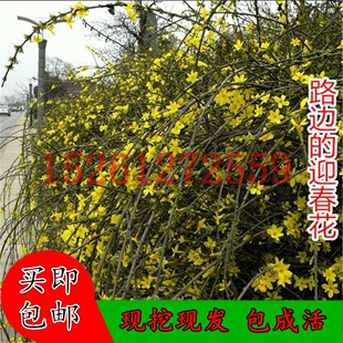 开花绿植庭院阳台盆栽垂吊攀援绿化观赏花卉金黄迎春花苗连翘树苗