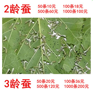 蚕卵蚕种蚕籽春蚕幼蚕1龄234龄送新鲜桑叶 蚕宝宝活体学生养蚕套装