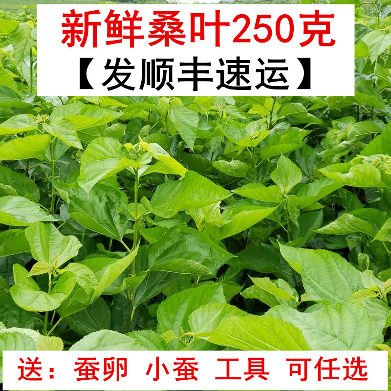 新鲜桑叶250克蚕宝宝嫩桑叶鲜嫩桑树叶喂蚕春蚕卵1龄小蚕活体工具