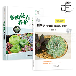创意组合搭配方法 零基础养 多肉书籍大全 2册 养花书籍 多肉花卉养护从入门到精通 花艺 种植技术教程 图解多肉植物栽培与观赏