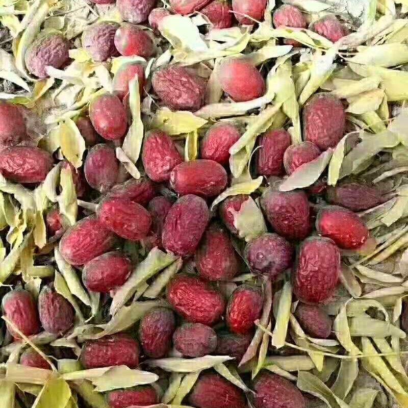 灰枣孕妇零食新疆特产原生态兵团小红枣1000g灰枣500g*2袋包邮