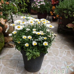 白晶菊大滨菊野路菊盆栽白金菊小白菊盆栽清新小菊花带土发货