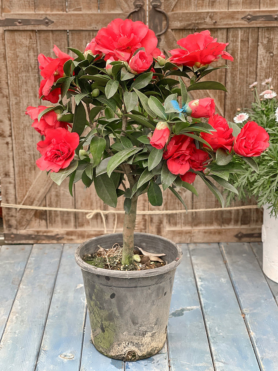 红茶花茶梅山茶花赤丹香水茶花耐寒 盆栽露天带土发货