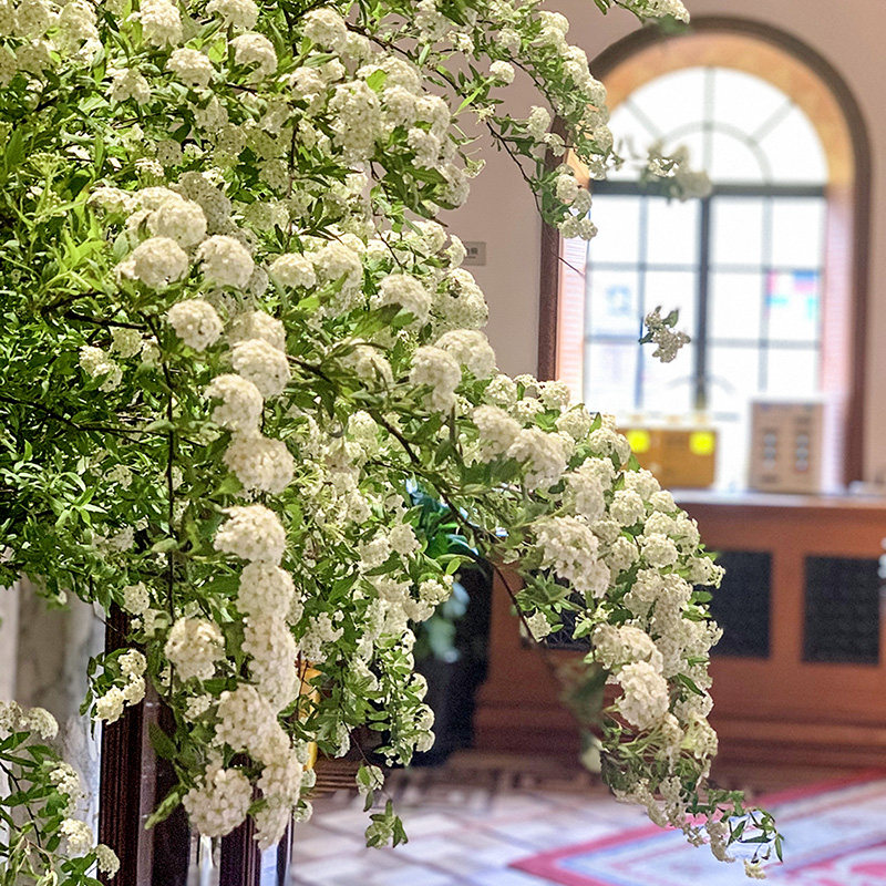 绣线菊黄金喷泉溲疏雪樱花耐寒