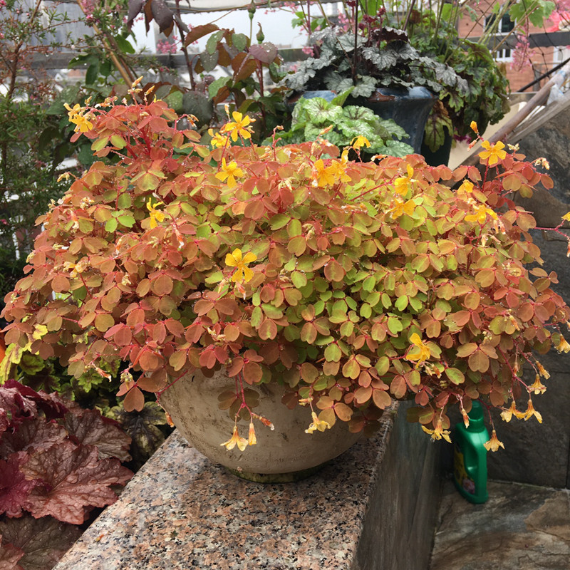 观叶熔岩酢浆草盆栽小叶酢浆草红花酢酱草棕榈三叶草幸运草OB系列
