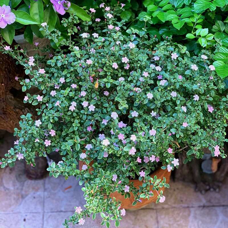 六月雪 花叶六月雪 粉色 重瓣花 小型棒棒糖型材