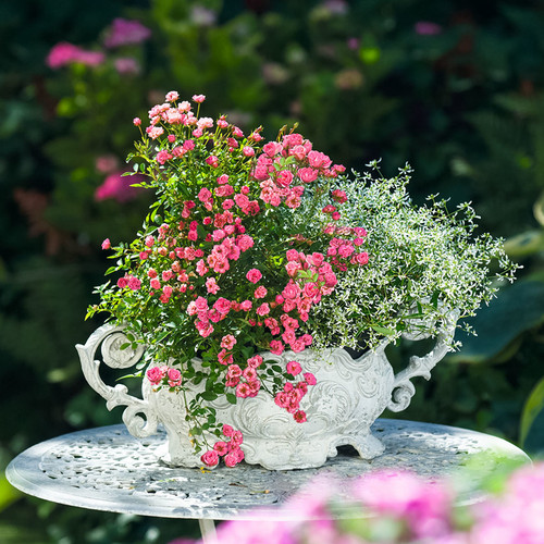 姬月季钻石玫瑰阳台庭院四季开花