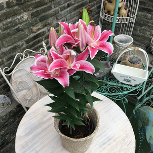 百合盆栽带花香水百合含苞待放盆栽苗地栽多年生带土发货